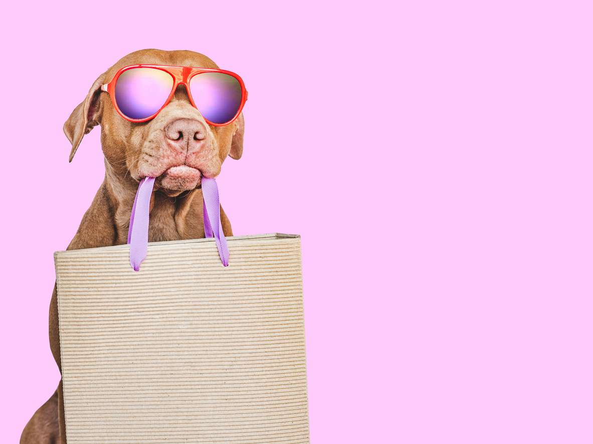 Marketing para pets: estratégias para atrair clientes